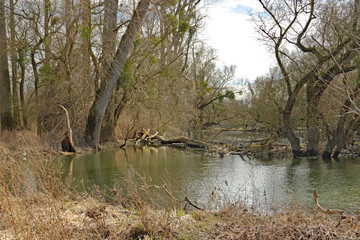 Rheinaue bei Hochwasser