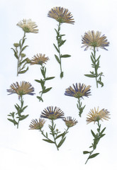 various dried flowers and leaves arrangements