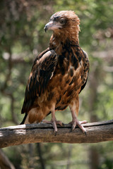 the black kite is perched on a tree branch