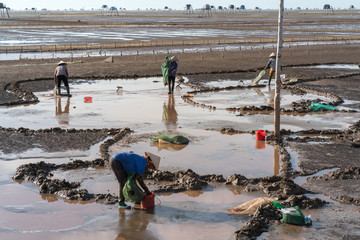 Sunrise on oyster raising field with workers working on the field in Dong Chau beach, Thai Binh,...