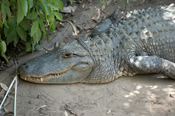 this is a side view of an alligator