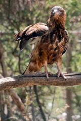 the black kite has his wing raised for babance