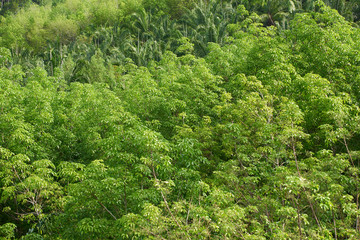 Fototapeta na wymiar High angle view background pattern of green trees