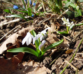 white and blue snowdrops germinate through fallen oak leaves in early spring