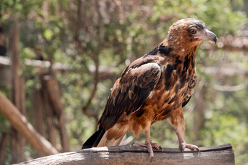 the black kite is perched on a tree branch