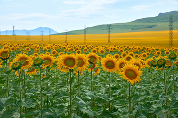 Obraz premium Field of sunflowers. Yellow sunflowers grow in the field. Agricultural crops. East Kazakhstan region. Kazakhstan.