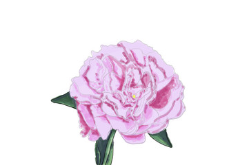 A beautiful delicate pink peony flower is drawn on a graphics tablet.