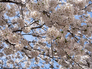 Blossom of Prunus Tree Against A Blue Sky