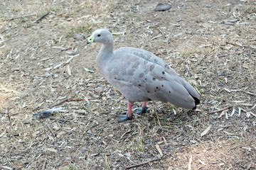 this is a side view of a cape barren goose
