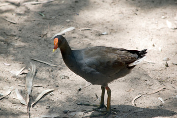 this is a side view of a dusky moore hen