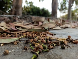 dried up leaves lying on forest ground in autumn season 