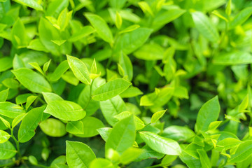 Fresh green tea leaves and buds in a tea plantation in morning