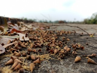 dried up leaves lying on forest ground in autumn season 