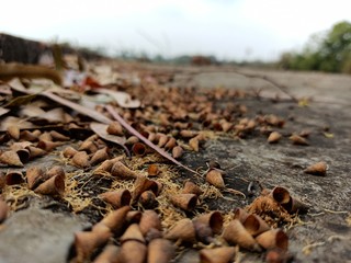 dried up leaves lying on forest ground in autumn season 