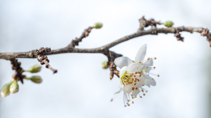 branch of cherry tree with white flowers