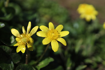 Obraz premium 花