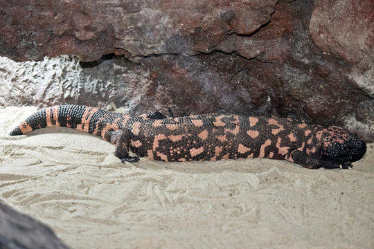 this is a side view of a gilo monster