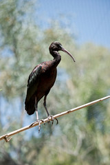 the glossy ibis is resting on a thin branch