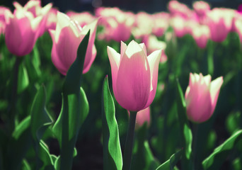 Red flower tulips flowering in tulips garden.