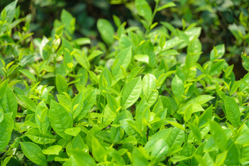 Fresh green tea leaves and buds in a tea plantation in morning