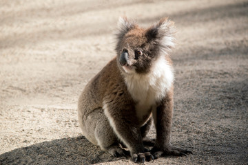 this is an Australian koala sitting on the ground