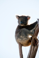 this is an Australian koala sitting in a tree