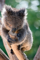 the joey koala is trying to eat the end of the tree branch
