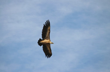 Naklejka na ściany i meble Griffon Vulture flying in the Cantabrian Mountains