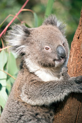 this is an Australian koala climbing a tree