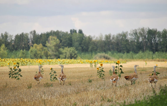 Great bustards in the fields of Castilla