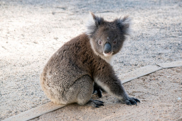the Australian koala is resting on the ground