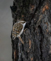 Poultry bird sits on a tree