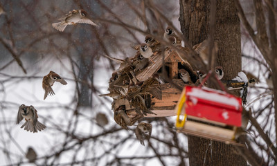 A large flock of sparrows near the feeding trough
