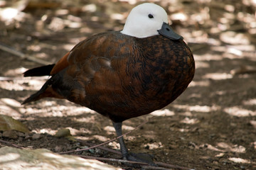 this is a side view of a paradise shelduck