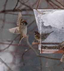 Sparrows near the feeder are fighting for food