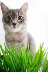 Cat sniffing and munching a vase of fresh catnip