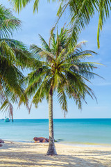 Fototapeta na wymiar Sunny beach with palms sea.