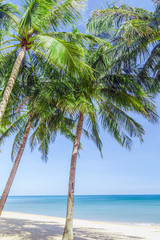 Fototapeta na wymiar Sunny beach with palms sea.