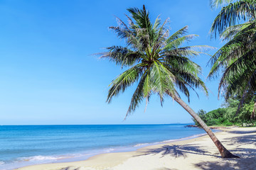 Obraz premium Palm Tilted tree leaves on blue sky in sand beach