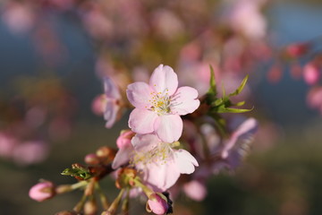桜