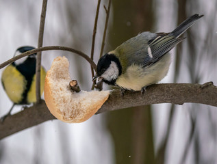A bird tit sits on a branch with food