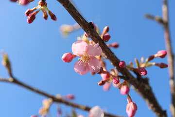 桜