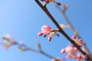 桜