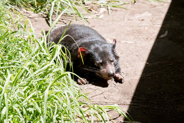 the Tasmania devil is sunning himself.