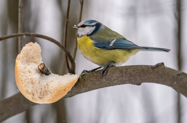 A bird tit sits on a branch with food
