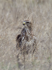 Common buzzard, Buteo buteo, stands on the ground.