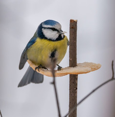 A bird tit sits on a branch with food