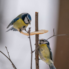 Fototapeta premium A bird tit sits on a branch with food