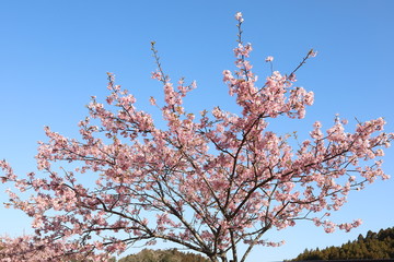 桜