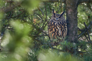 The female Eurasian eagle-owl (Bubo bubo).